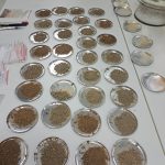 Luna decembrie este luna experimentelor